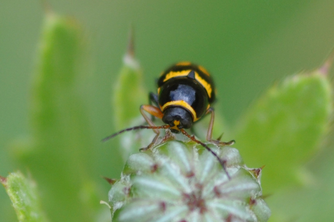 Cryptocephalus (Burlinius) elegantulus  ?