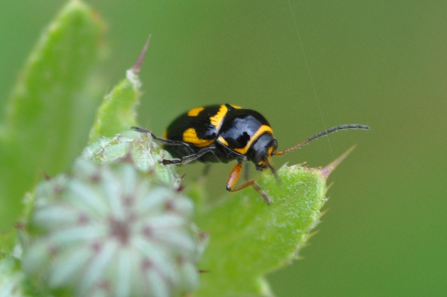 Cryptocephalus (Burlinius) elegantulus  ?