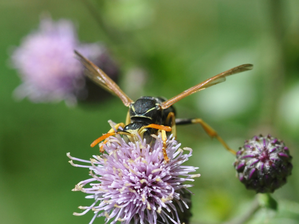 Polistes e Conoopidae
