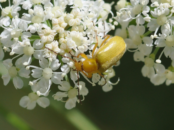 Da identificare: Cteniopus sulphureus