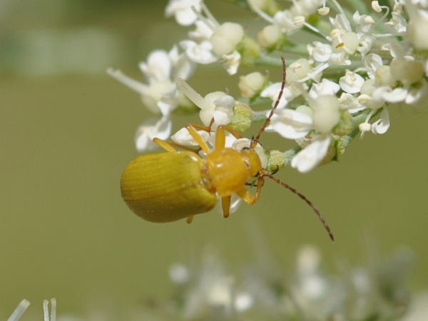 Da identificare: Cteniopus sulphureus