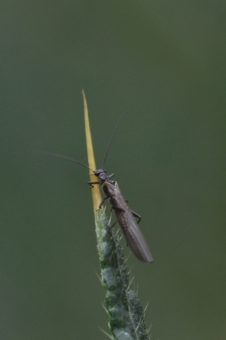 Leuctra sp.
