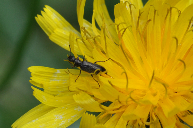 Altro piccolo coleottero (Dasytidae)