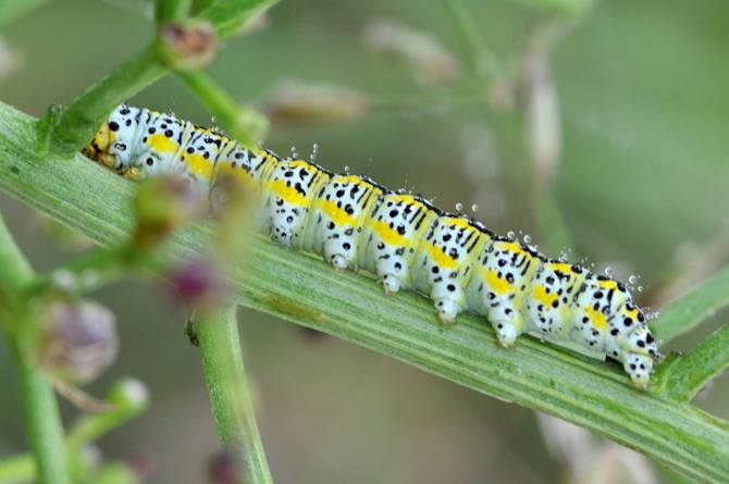 Bruco da identificare