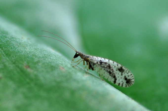 E'' una Neuroptera (Chrysopidae )? - Micromus variegatus