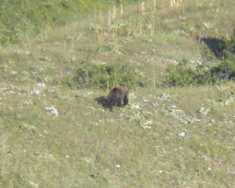 FOTOGRAFATO L''ORSO BRUNO MARSICANO