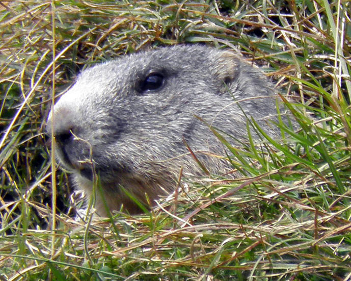 RODITORI E LAGOMORFI SELVATICI