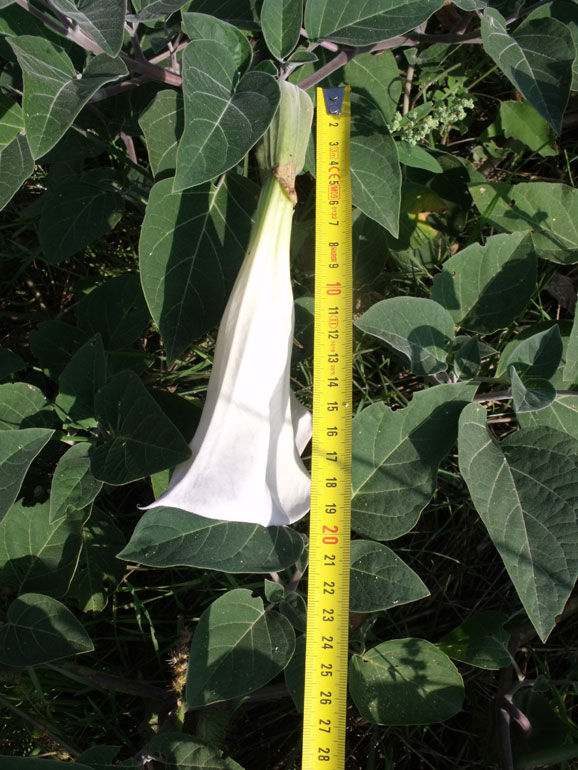Datura wrightii / Stramonio di Wright