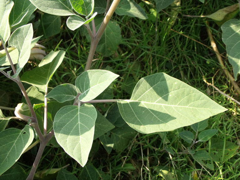 Datura wrightii / Stramonio di Wright
