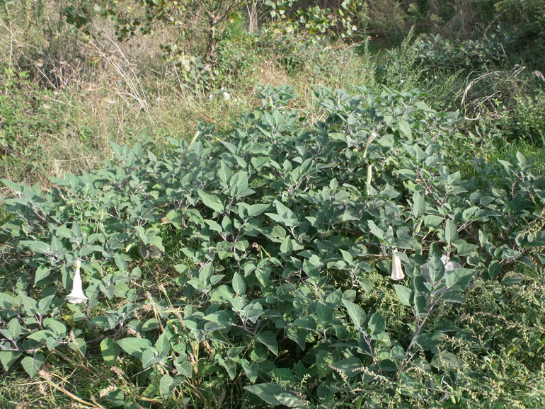 Datura wrightii / Stramonio di Wright