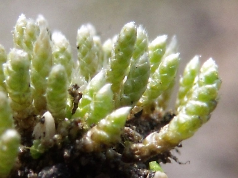 Bryum argenteum