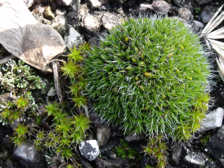 Grimmia pulvinata ?