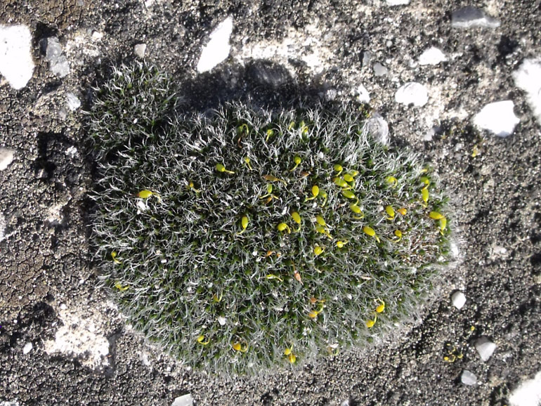 Grimmia pulvinata ?