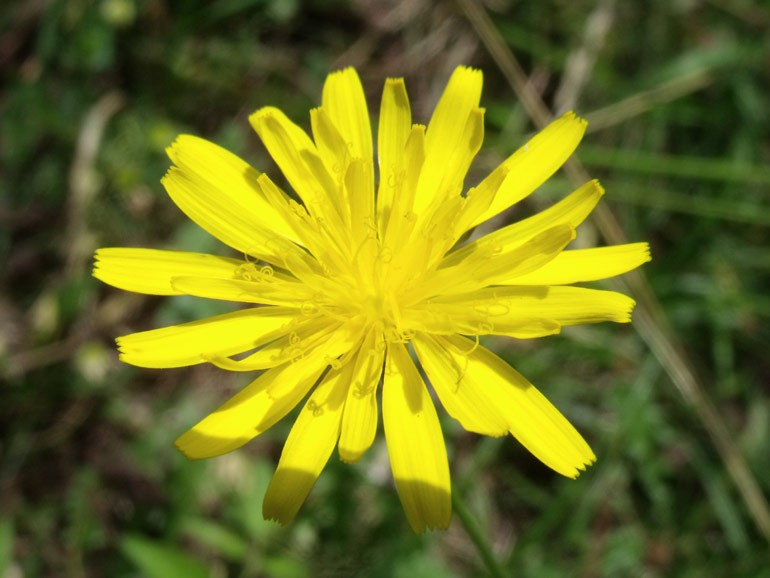 Crepis leontodontoides  conferma
