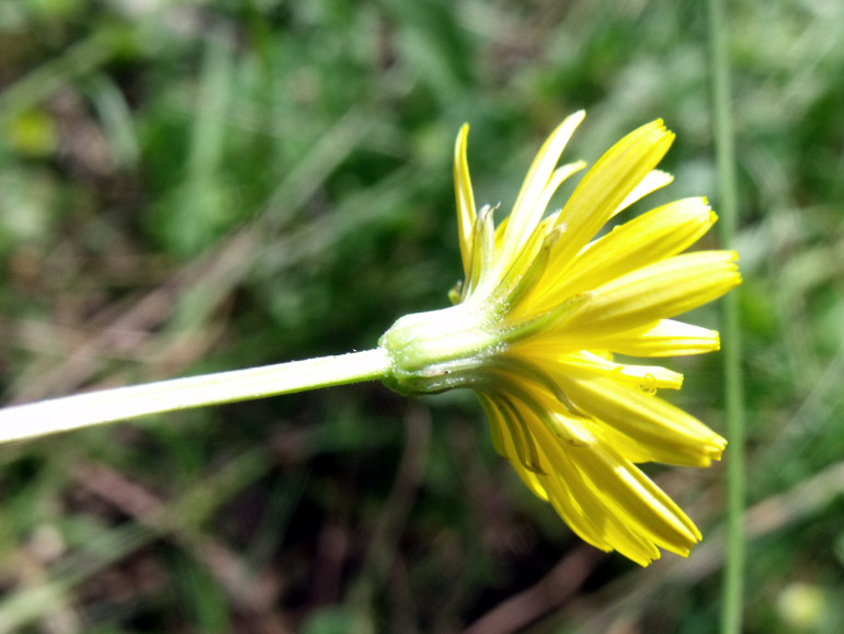 Crepis leontodontoides  conferma