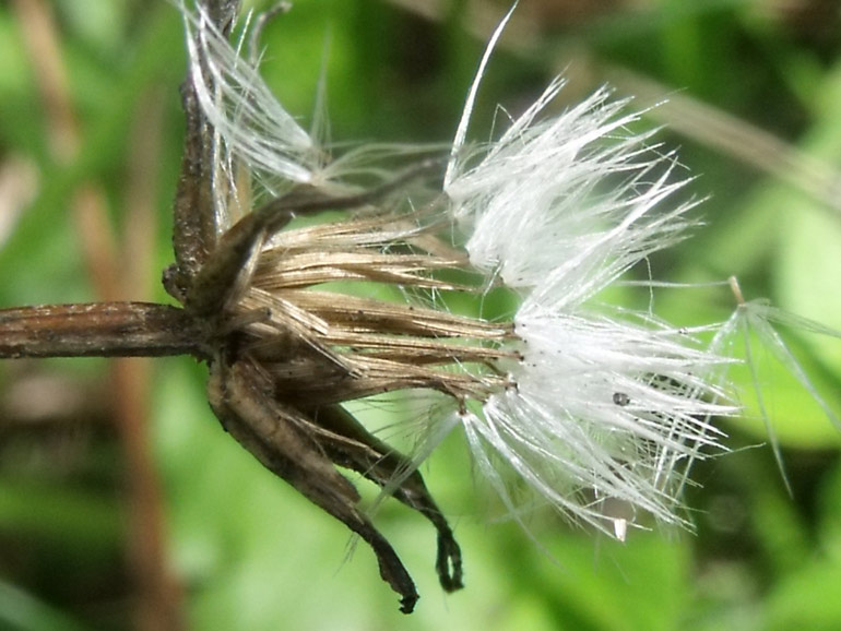 Crepis leontodontoides  conferma