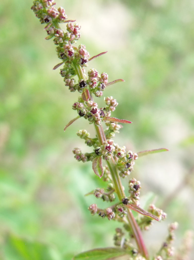 Chenopodium  cfr. polyspermum