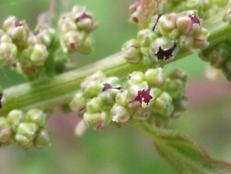 Chenopodium  cfr. polyspermum