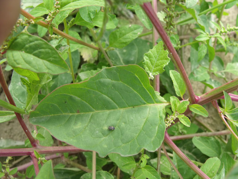 Chenopodium  cfr. polyspermum