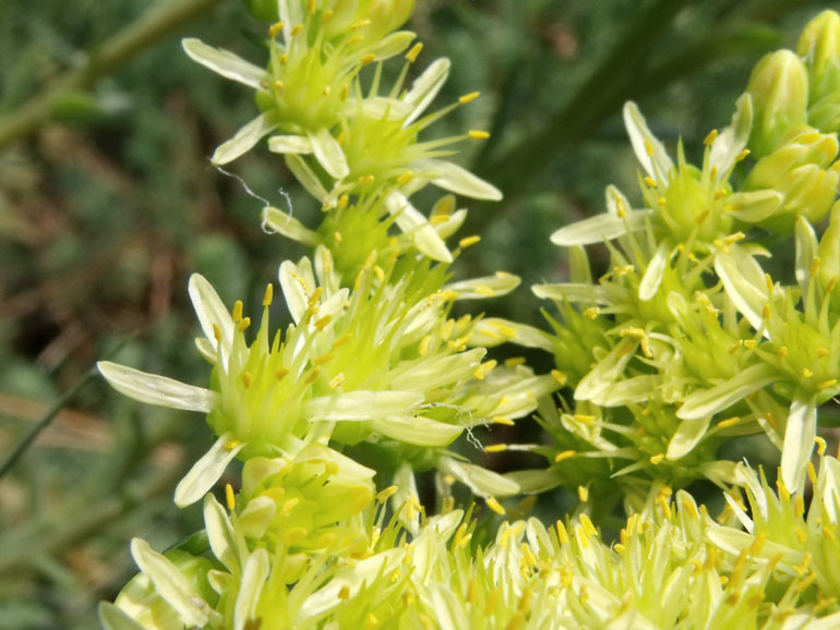 Petrosedum ochroleucum (=Sedum) / Borracina biancastra