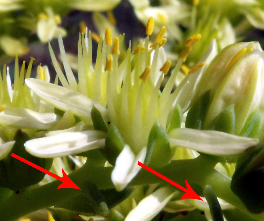 Petrosedum ochroleucum (=Sedum) / Borracina biancastra