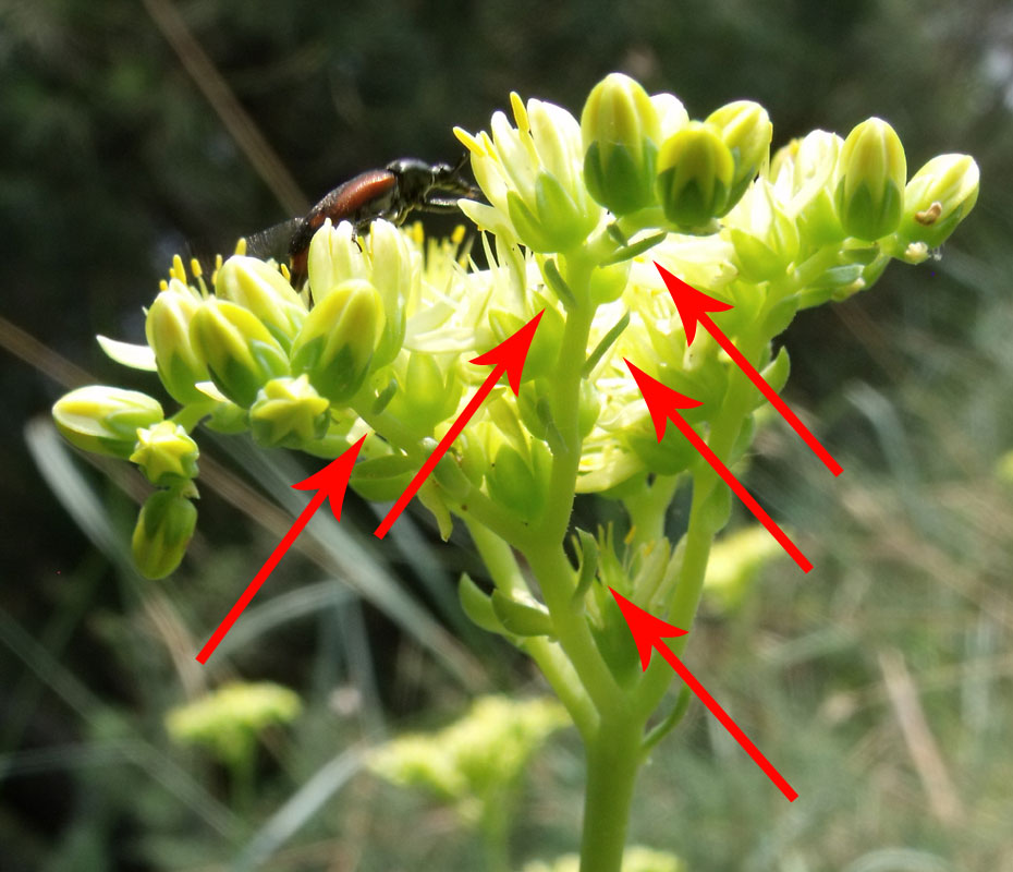 Petrosedum ochroleucum (=Sedum) / Borracina biancastra