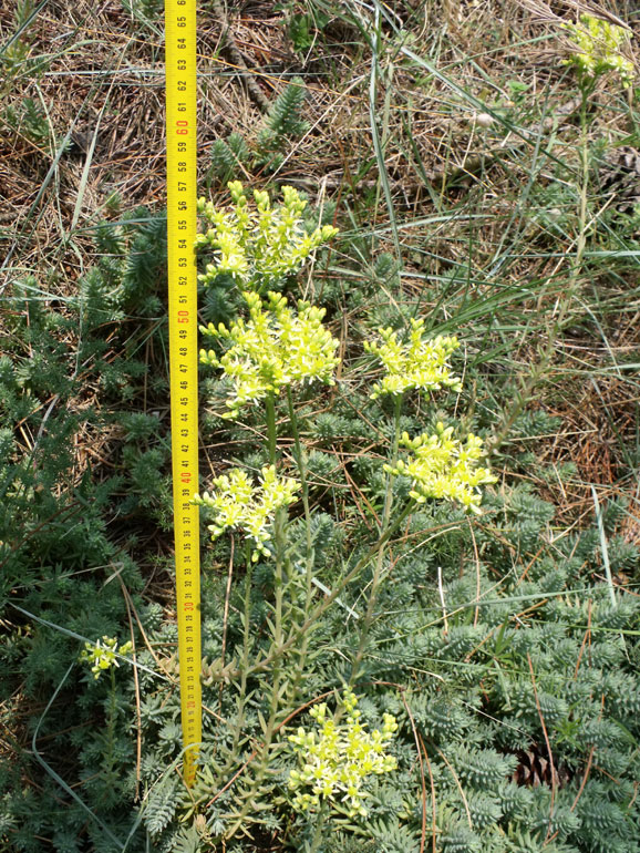 Petrosedum ochroleucum (=Sedum) / Borracina biancastra