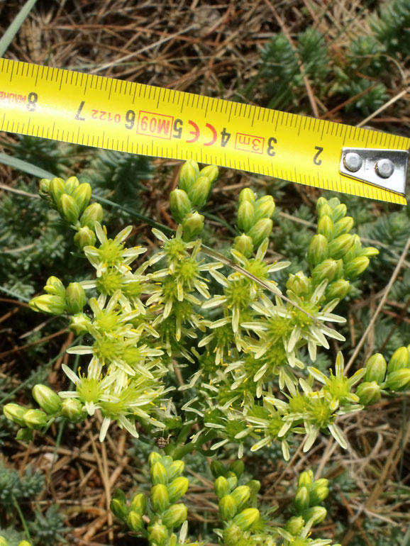 Petrosedum ochroleucum (=Sedum) / Borracina biancastra