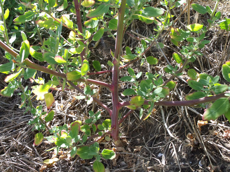 Chenopodium da determinare