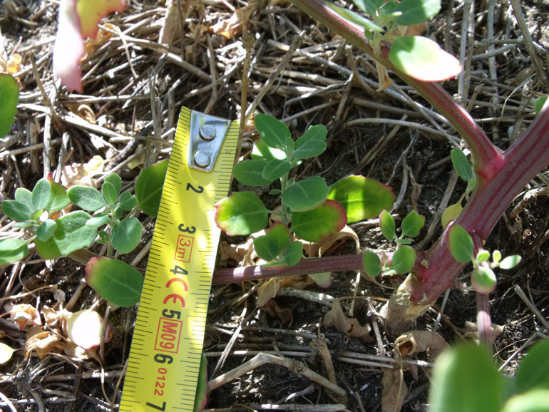 Chenopodium da determinare