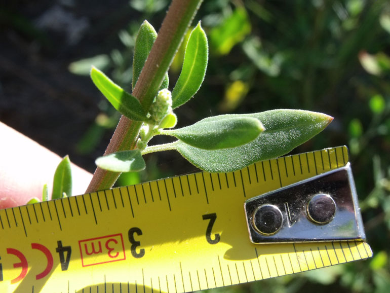 Chenopodium da determinare