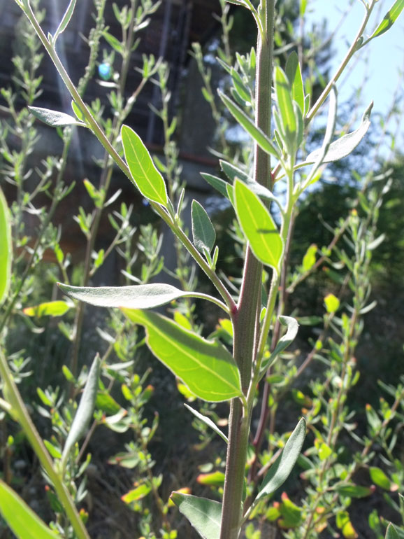 Chenopodium da determinare