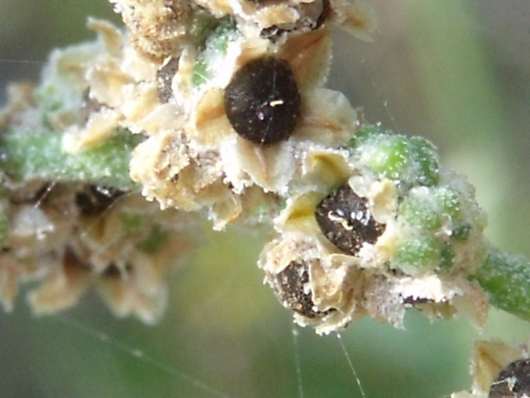 Chenopodium da determinare