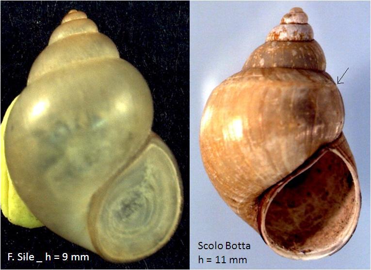 Bithynia tentaculata