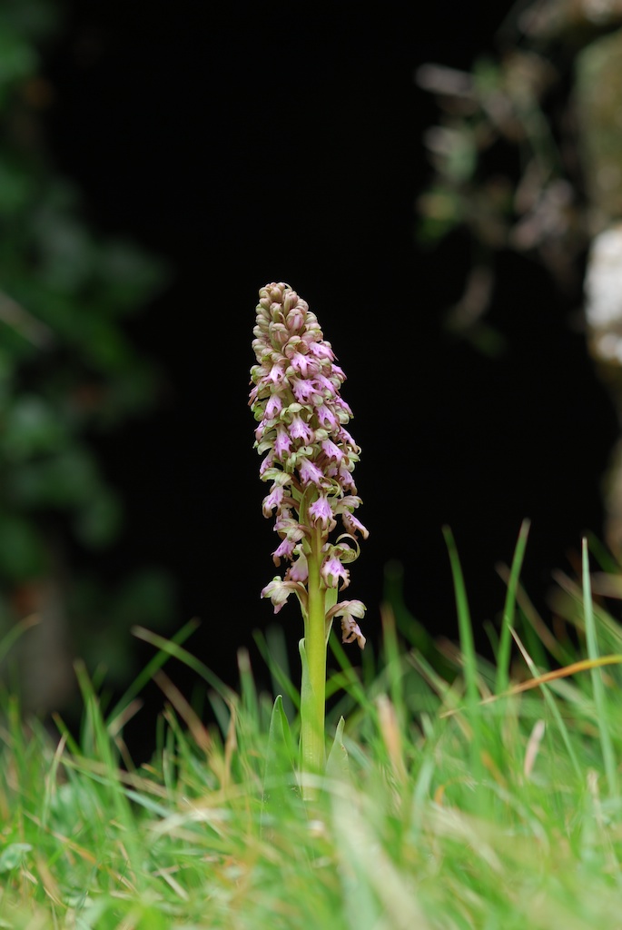 Orchidee alla Liguria