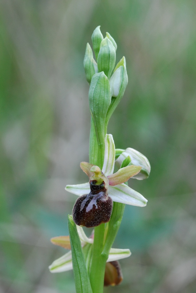 Orchidee alla Liguria