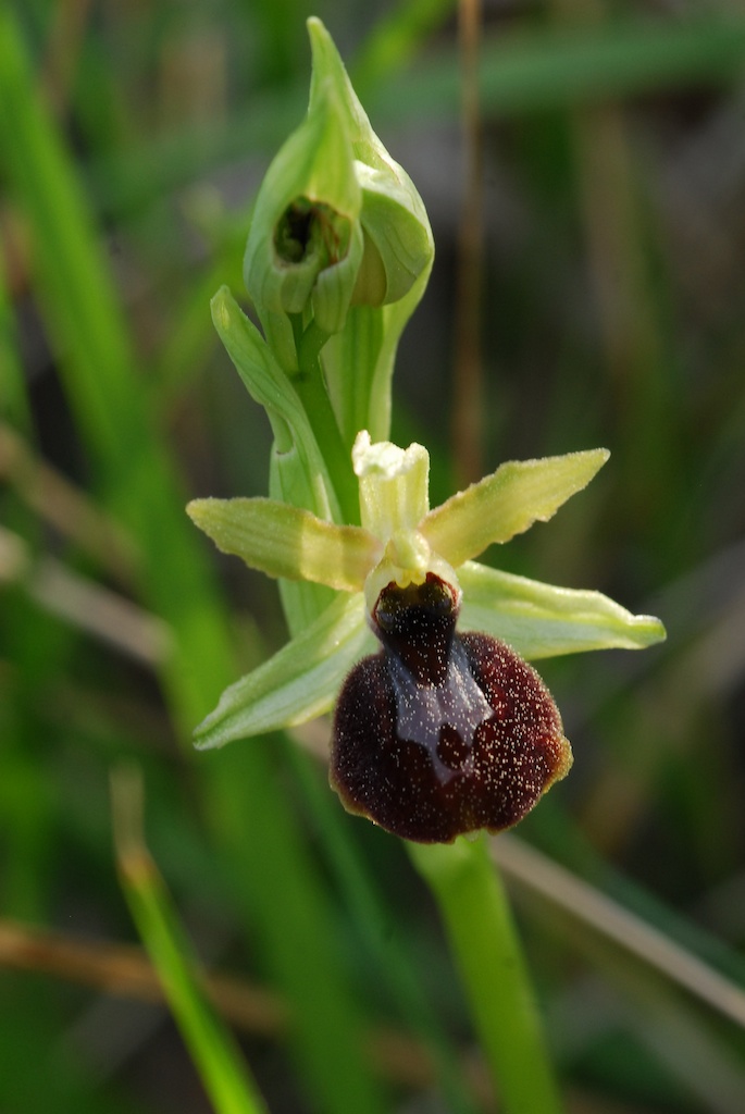 Orchidee alla Liguria