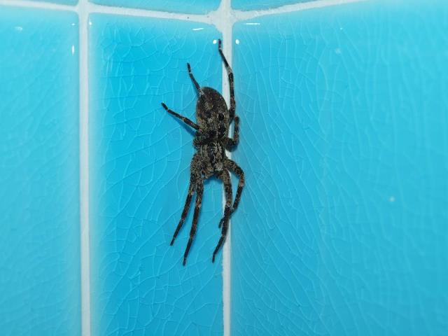 Zoropsis cf. spinimana