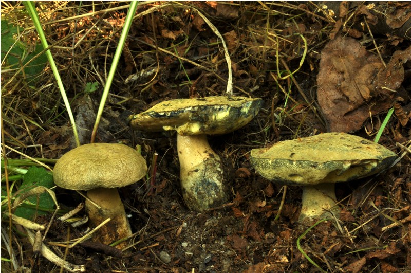 Boletus sp. , ma quale? - Gyroporus cyanescens