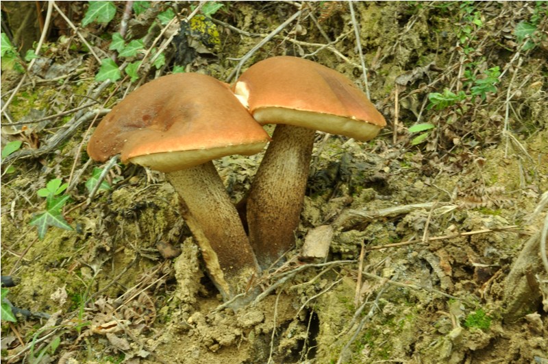 Carrellata settembrina