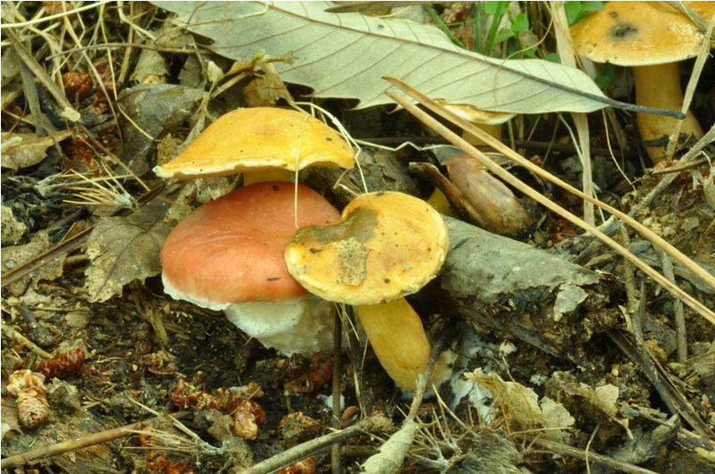 Carrellata settembrina