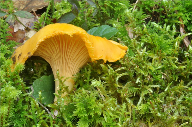 Carrellata settembrina