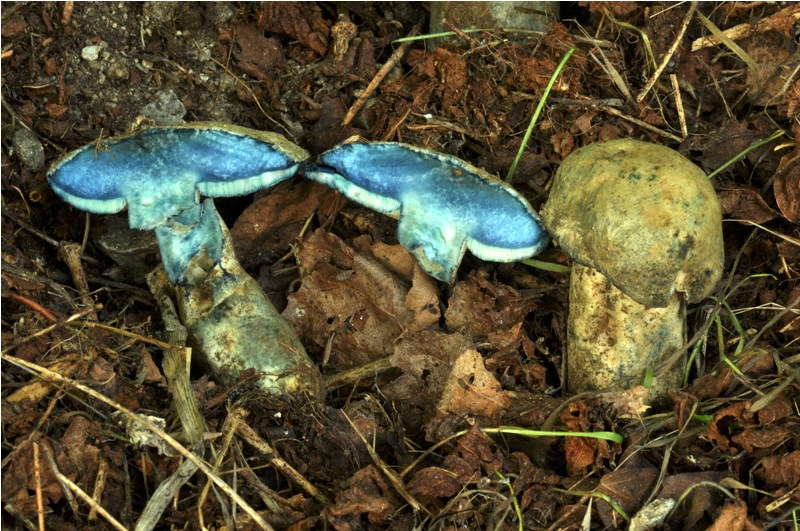 Boletus sp. , ma quale? - Gyroporus cyanescens