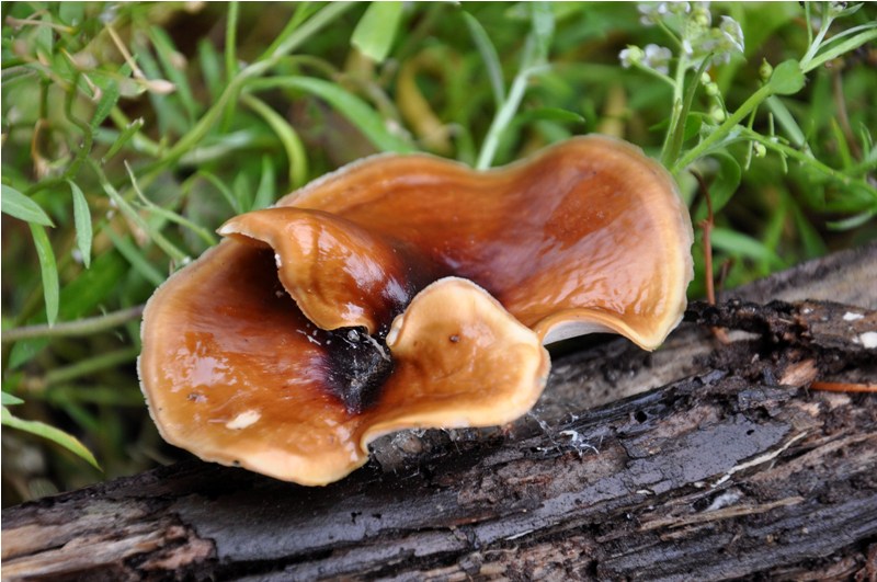 Carrellata settembrina