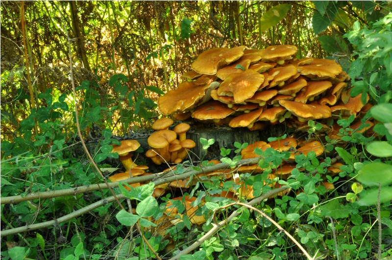 Carrellata settembrina