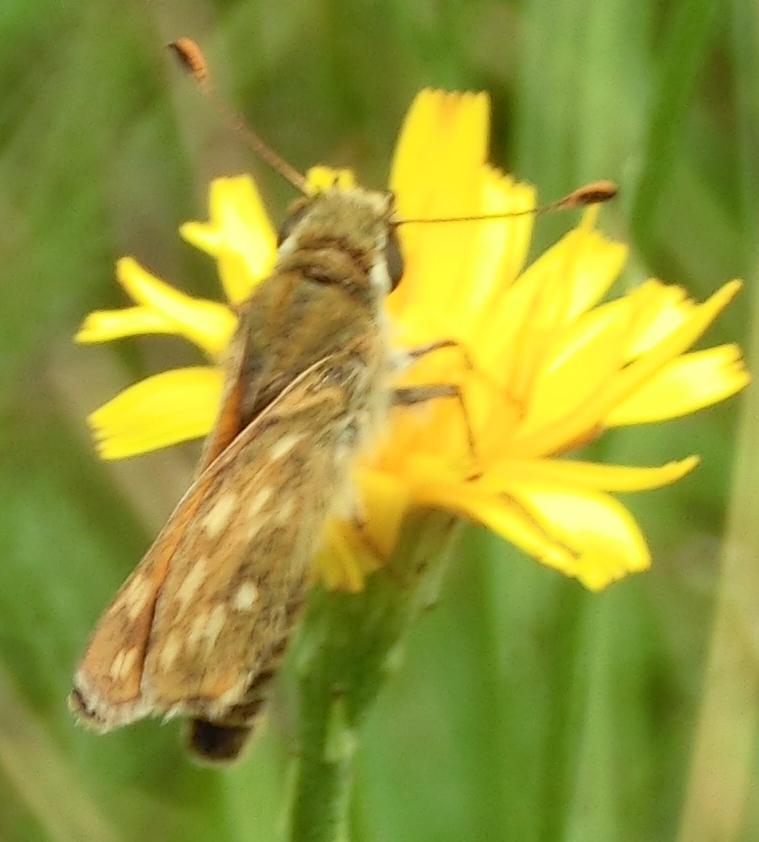 Farfalle mottarone