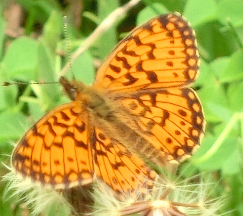 Farfalle mottarone