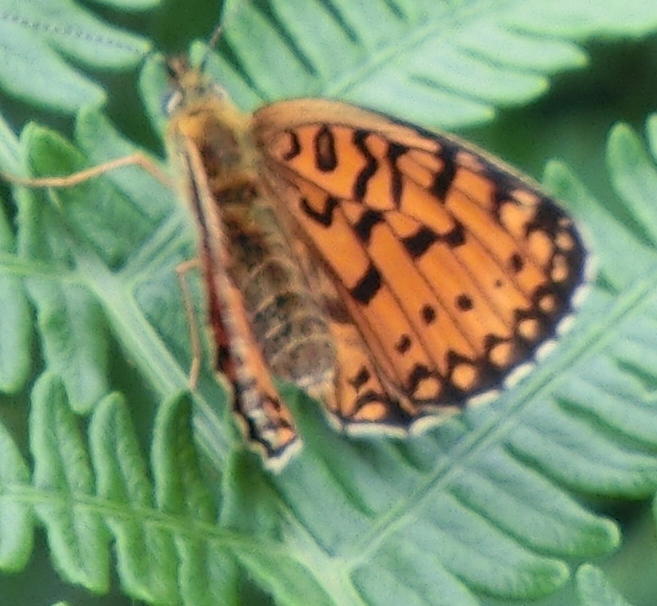 Farfalle mottarone