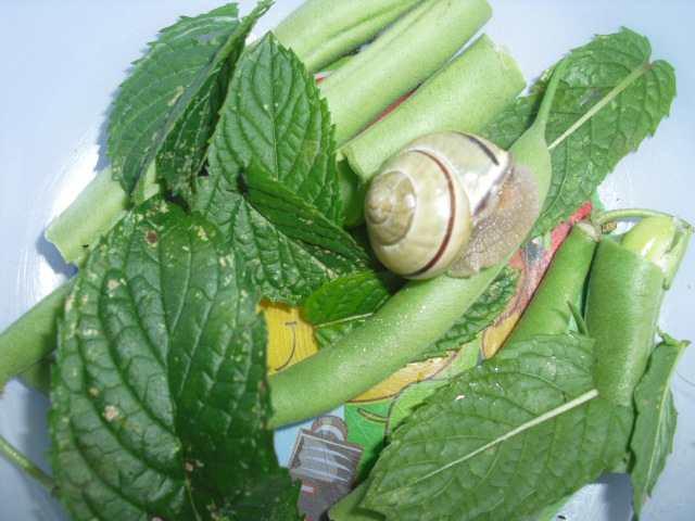 Cepaea nemoralis!