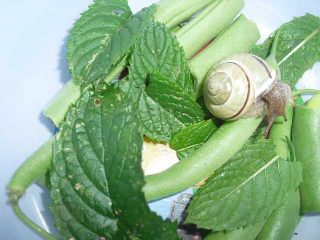 Cepaea nemoralis!